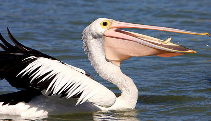 пеликаны живущие в нашей стране
