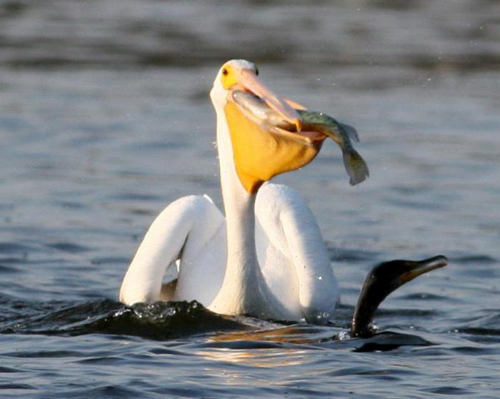 пеликан и интересные факты о птицах