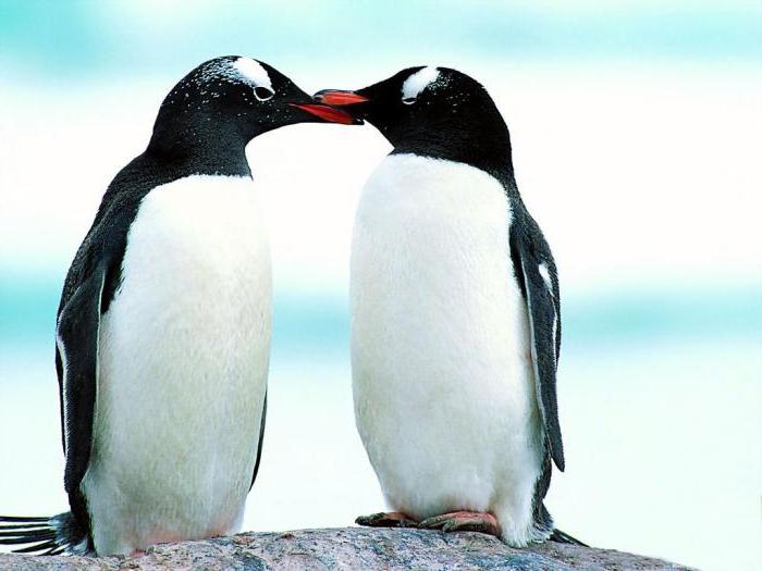 где живут пингвины в арктике или антарктике