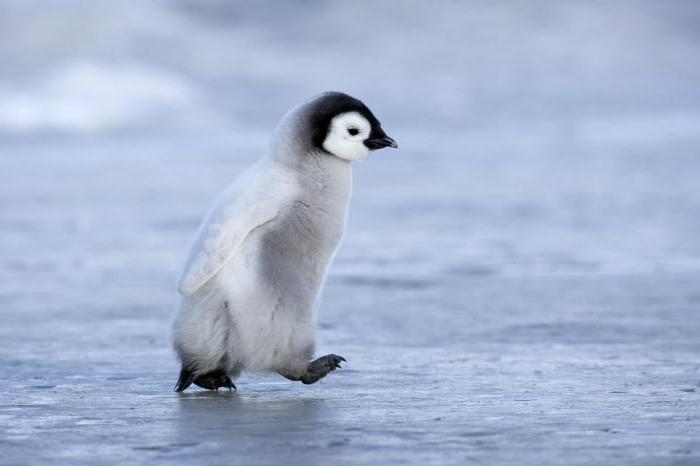 где живут пингвины в арктике или антарктике фото 