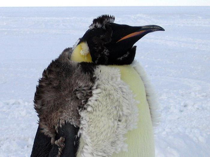 где живут пингвины в арктике или антарктике и что едят