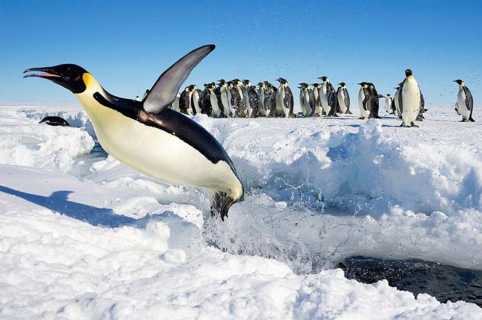где живут пингвины в арктике или антарктике и чем питается 