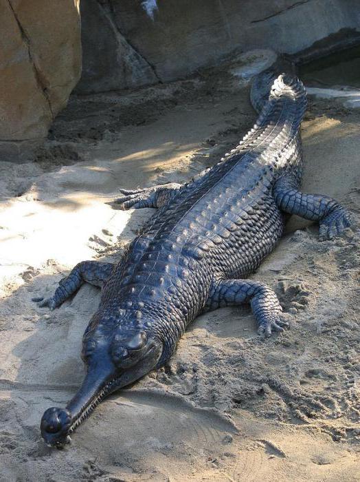 10 интересных фактов о крокодилах 