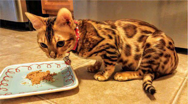 сколько раз кормить бенгальского котенка