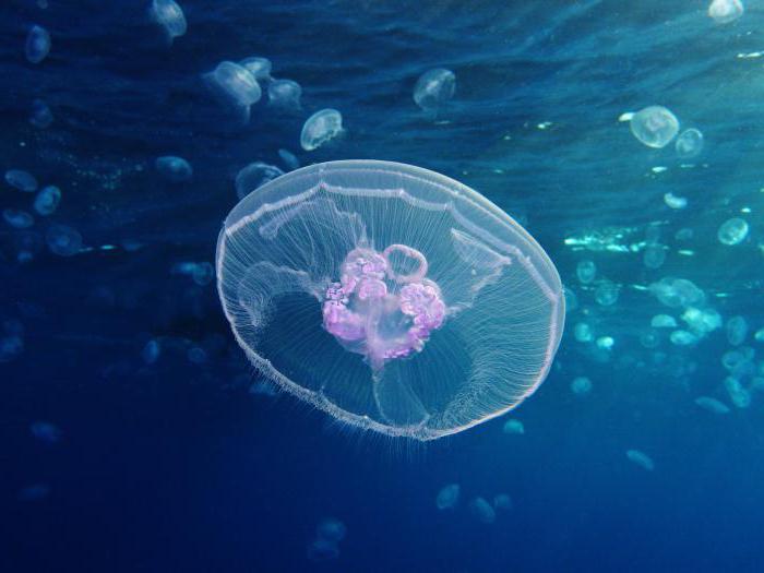 медуза чем питается