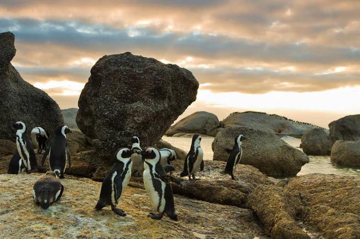 африканские пингвины