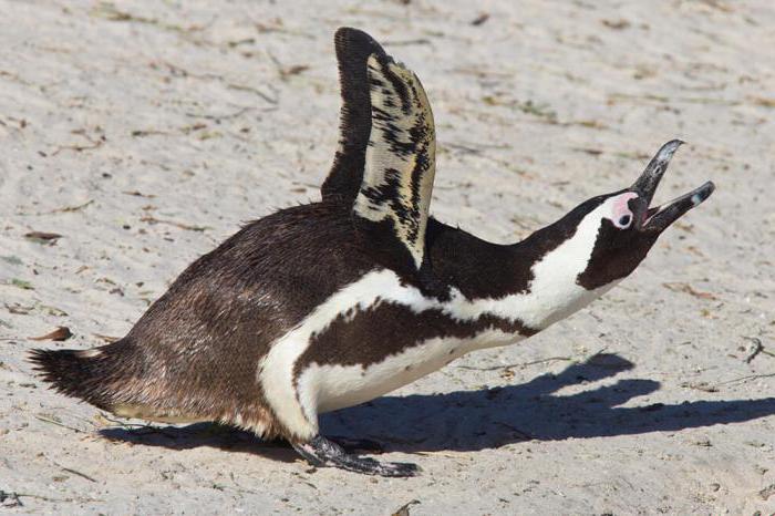 пингвины в Африке