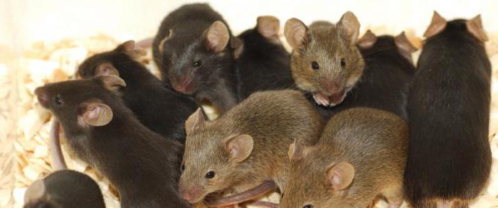 виды мышей