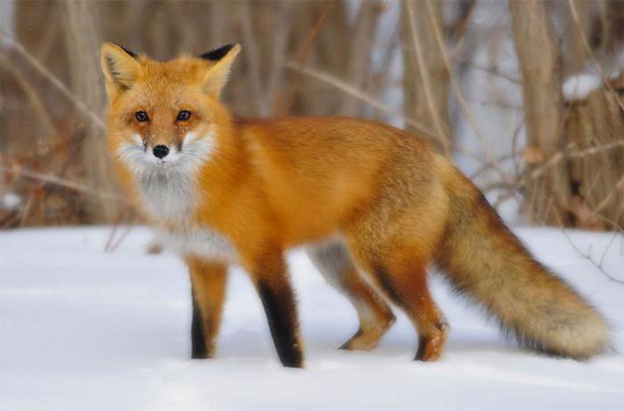 Сколько живет лиса продолжительность жизни?