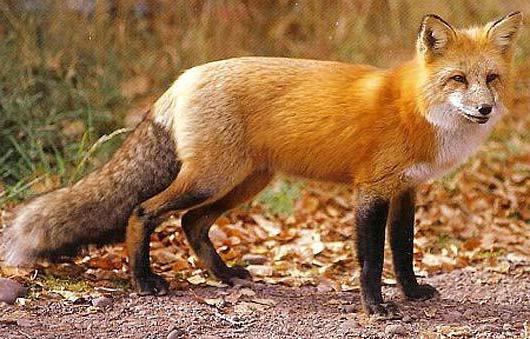 продолжительность жизни лисы и волка