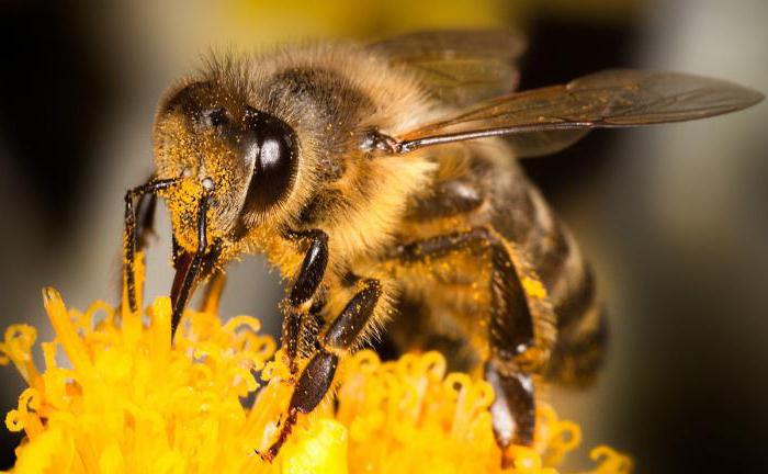 Чем питаются пчелы в природе