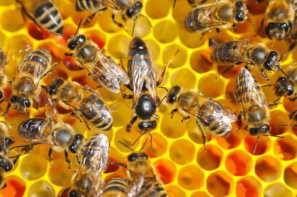 Чем питается пчела