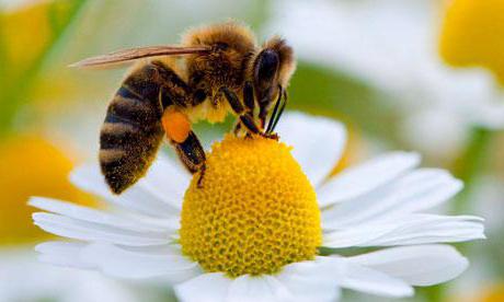 Чем питается рабочая пчела