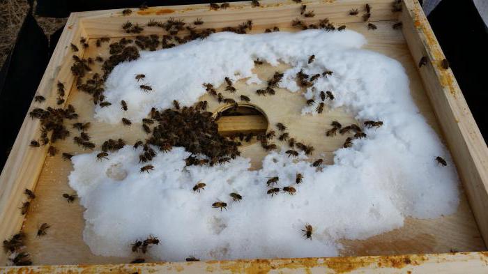 Чем питаются пчелы зимой