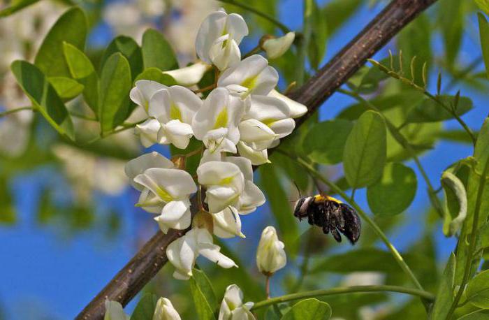 Чем питается трутень пчелы