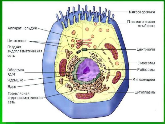 процессы в цитоплазме