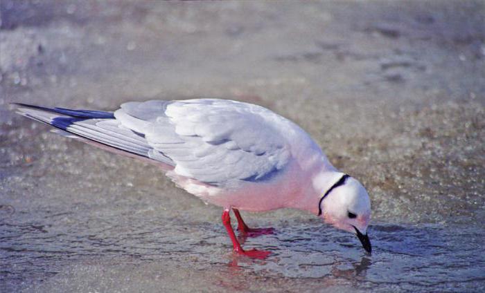 Розовая чайка: описание