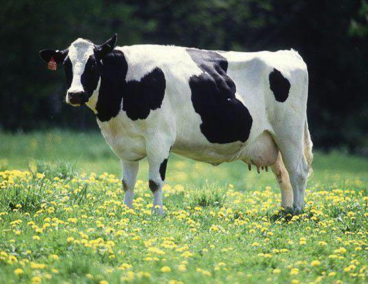 средняя продолжительность жизни коровы