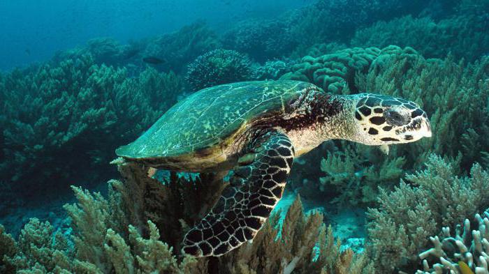 интересные факты о морских черепахах