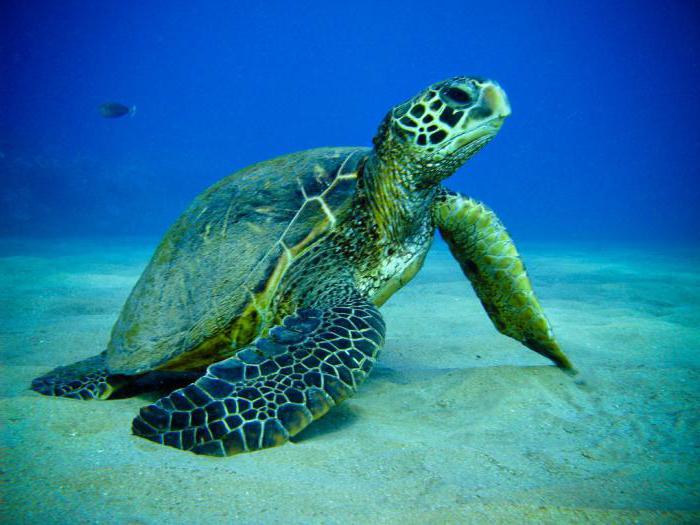 интересные факты о морских черепахах