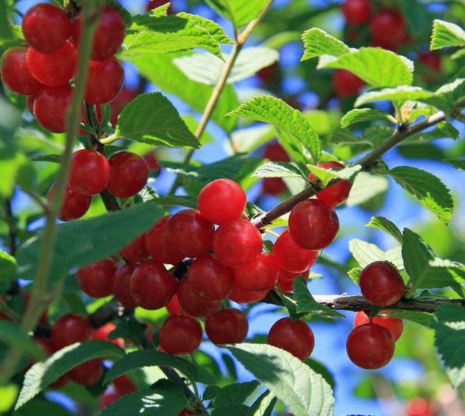 Вишня что это ягода или фрукт – черешня плод