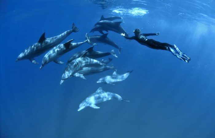 дельфин это рыба или животное