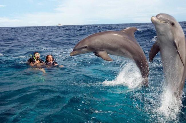 дельфин это рыба или млекопитающее животное