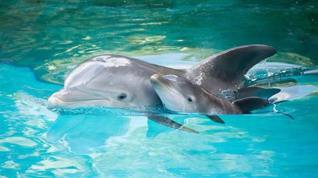 беломордый дельфин это рыба или животное