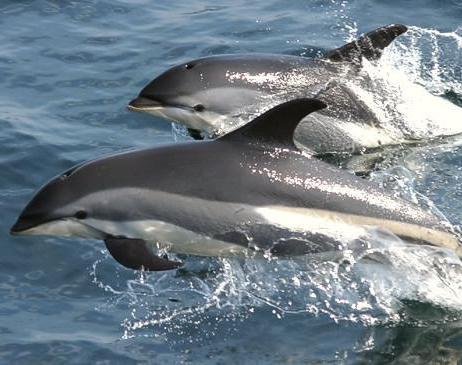 дельфин это животное или рыба