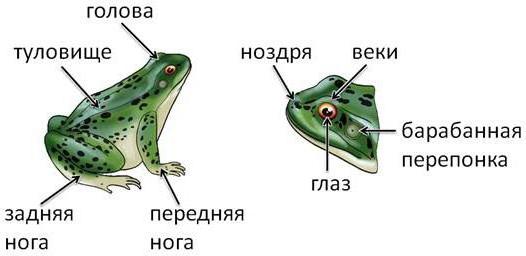 строение и деятельность внутренних органов лягушки