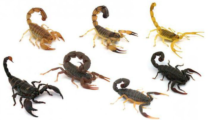  скорпион это животное или насекомое к какому классу 