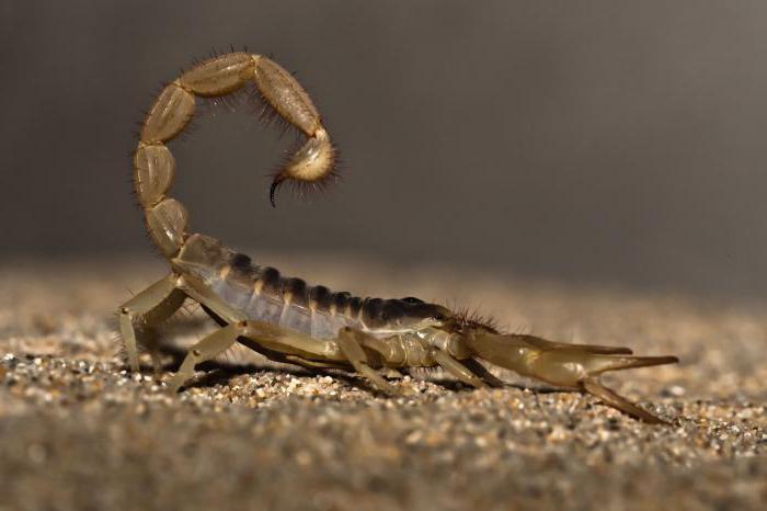 скорпион это животное или насекомое к какому классу относятся