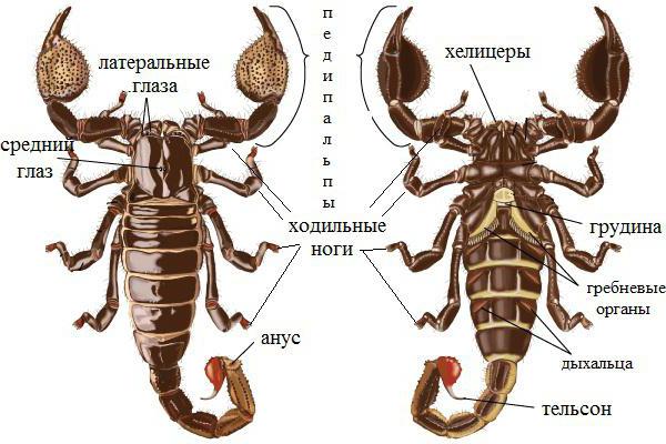 скорпион это животное или насекомое