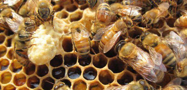 рецепт канди для подкормки пчел