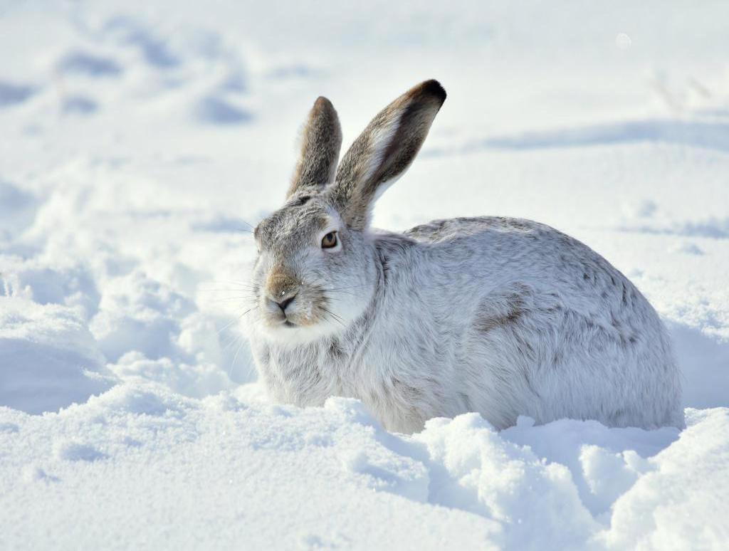 В чем отличия кролика от зайца: сходство, как определить по внешним признакам