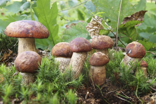 грибы на поляне