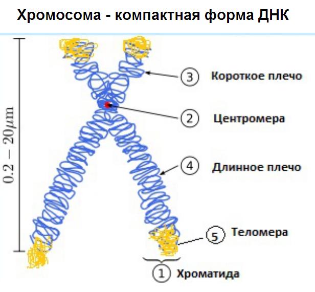 типы хромосом наборы хромосом