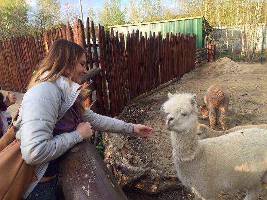 Животные в зоопарке в Нижнем Новгороде