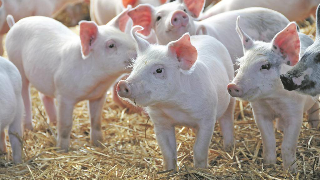 свиньи на ферме