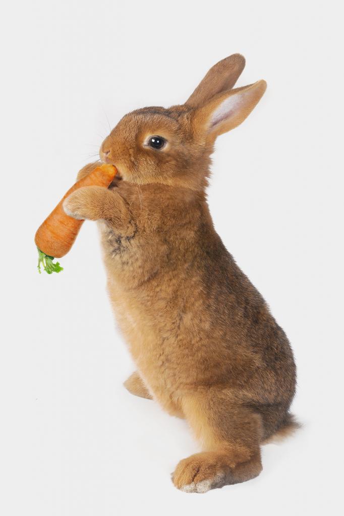 Кролик с морковью