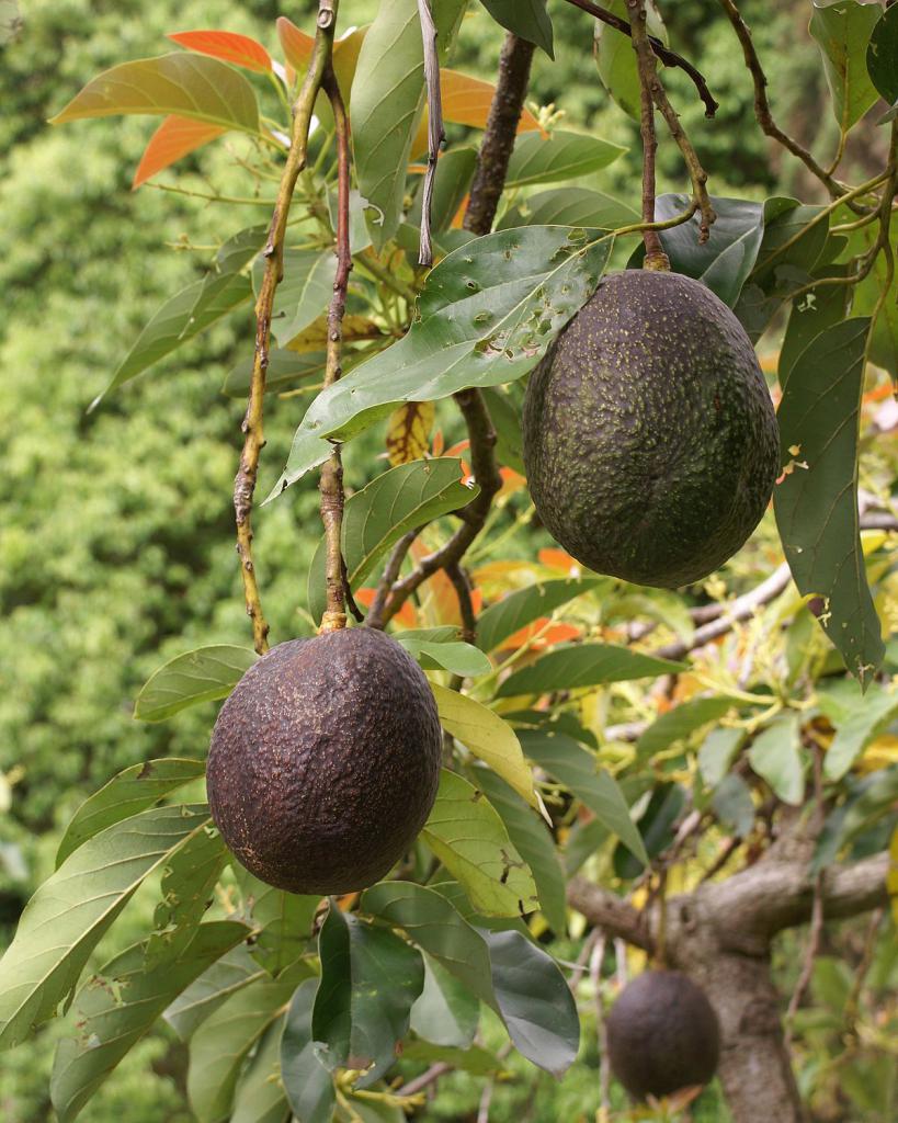 авокадо как определить спелость