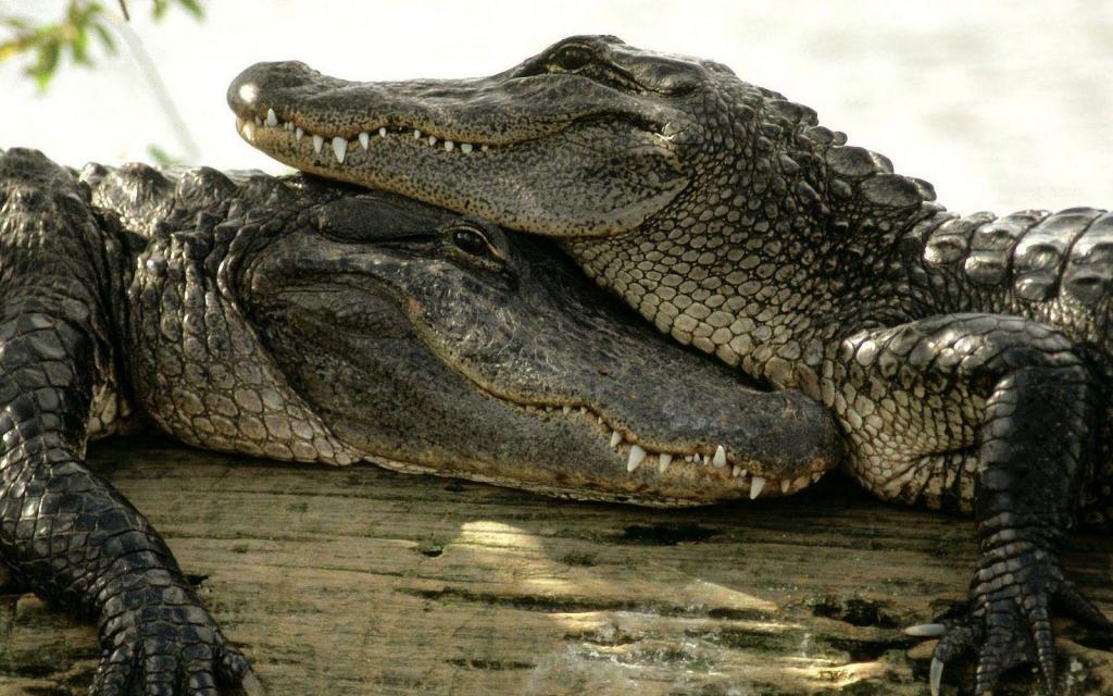 Крокодилы - представители класса рептилий