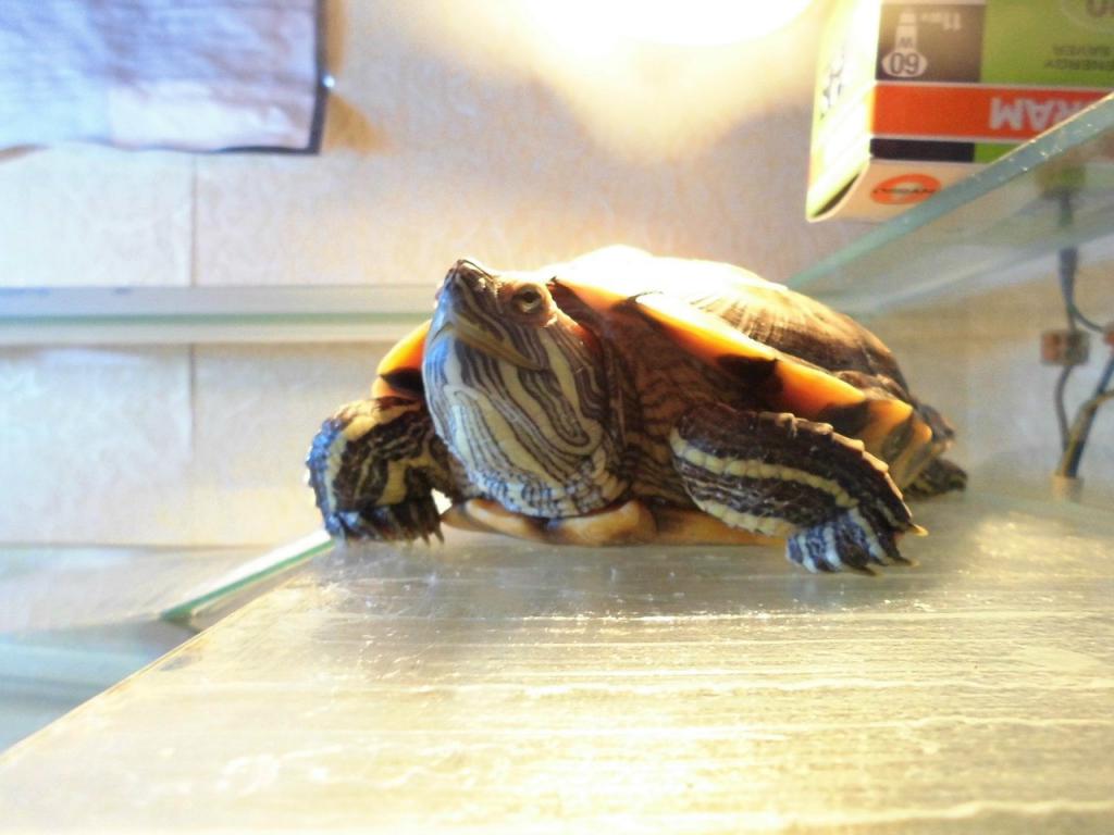 какая ультрафиолетовая лампа нужна для черепахи
