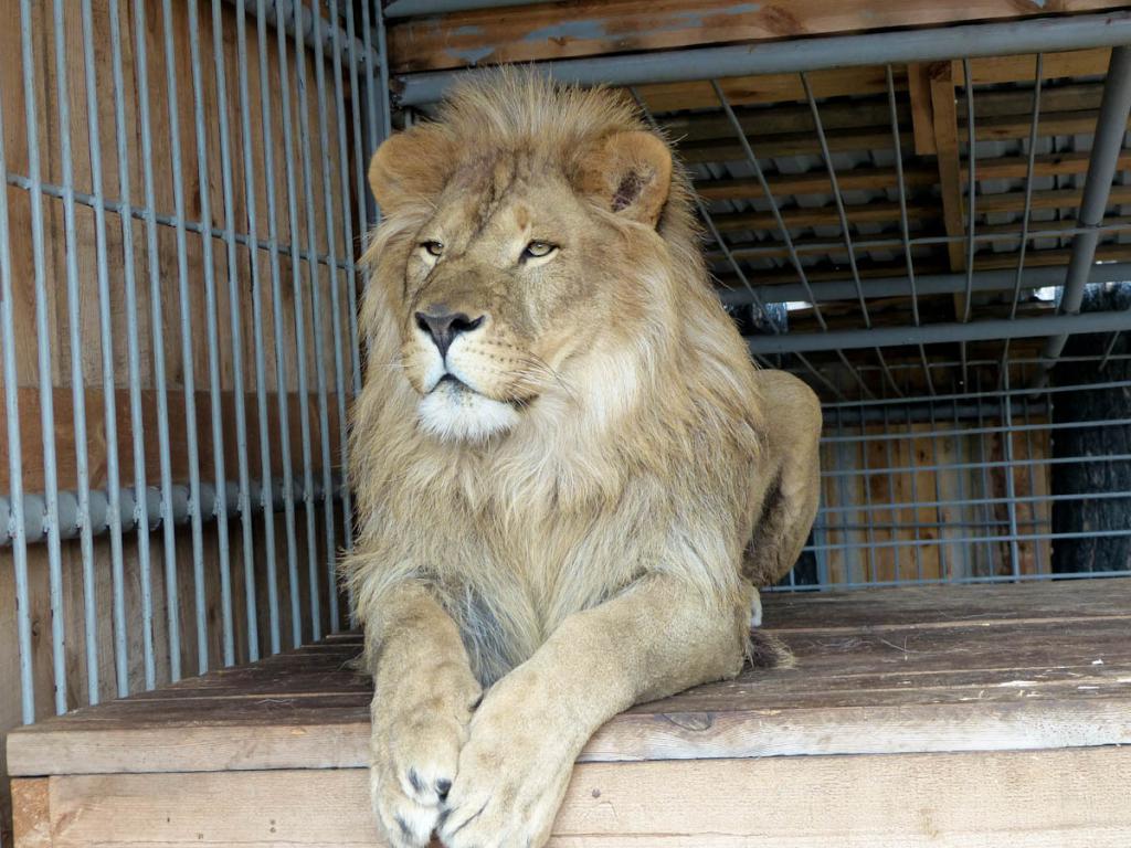 лев тюменского зоопарка
