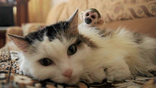 кошка и обезьянка