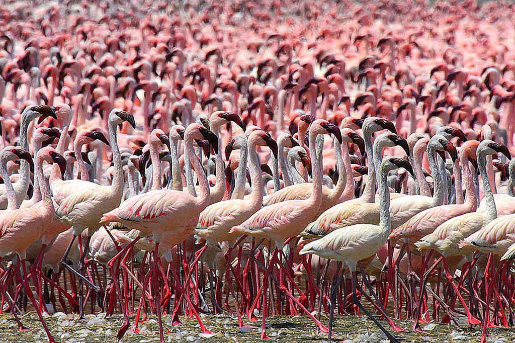 В каких странах обитают фламинго?