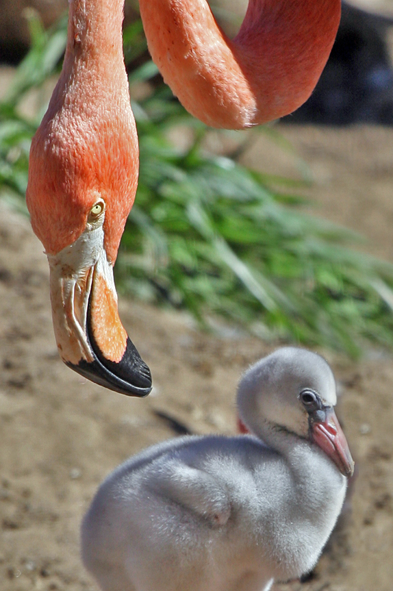 фламинго кормит птенца