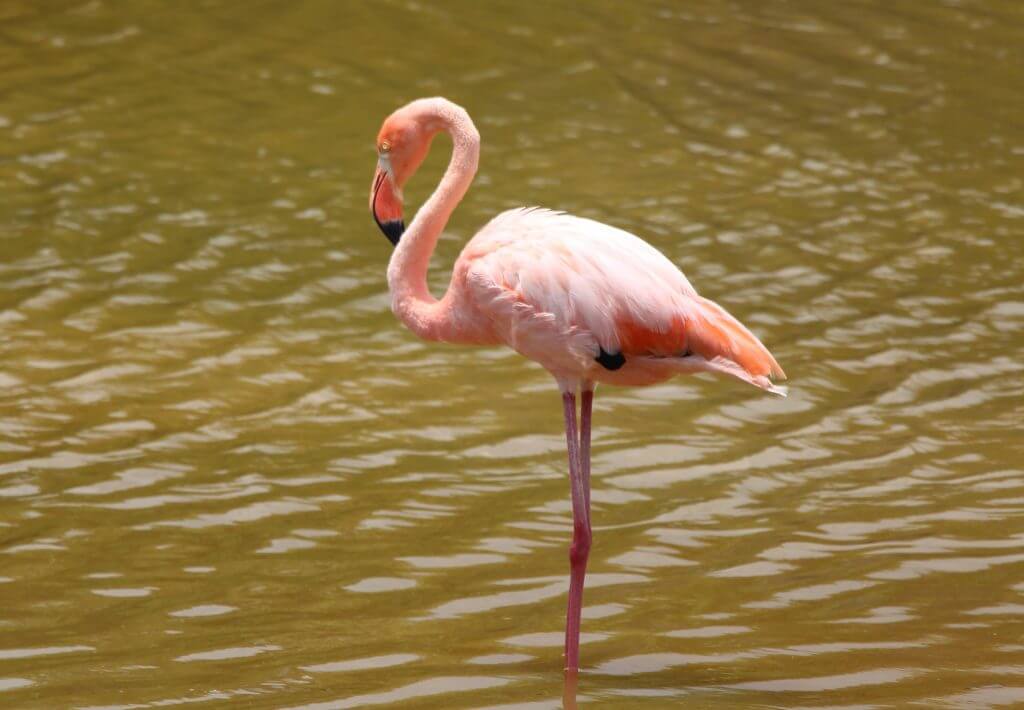 фламинго стоит в воде