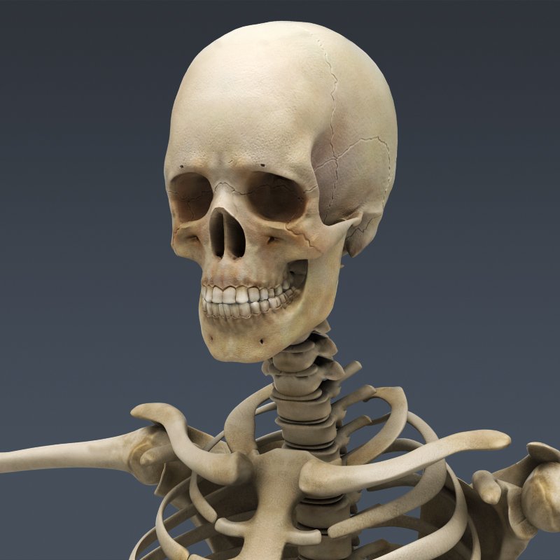 кости скелета