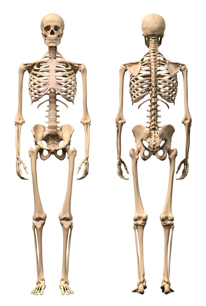 скелет: общий вид